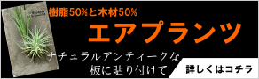 エアプランツ